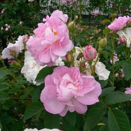 Shop - Rosa Celsiana - rosa - damaszenerrose - stark duftend - - - Das Blühen beginnt mit blassroten Knospen, die im Laufe der Zeit immer blasser werden.